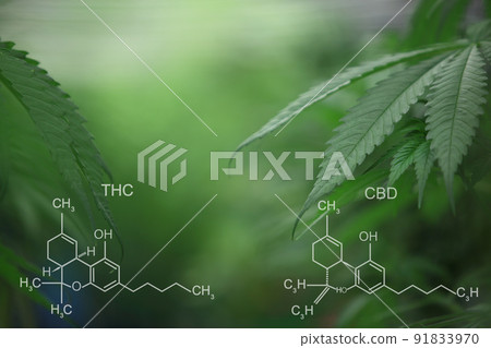 Blooming Marijuana plant with early white Flowers, cannabis  leaves, marijuana 91833970