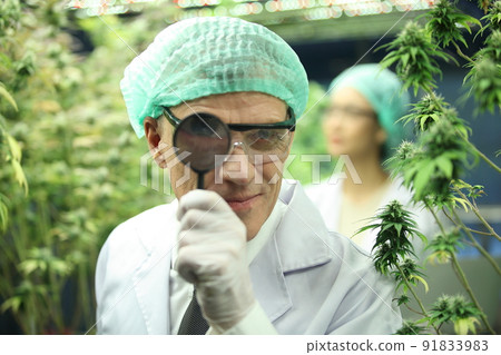 scientist analyzing a biological and ecological hemp plant used for herbal pharmaceutical CBD oil and THC oil in a laboratory. scientist analyzing a biological and ecological hemp plant used for herbal pharmaceutical CBD oil and THC oil in a laboratory. 91833983