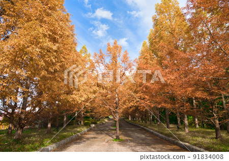 [Hyogo Prefecture] Kobe Municipal Arboretum, which is dyed in autumn colors in November 91834008