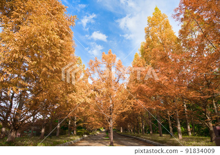 [Hyogo Prefecture] Kobe Municipal Arboretum, which is dyed in autumn colors in November 91834009