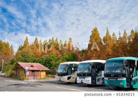 [Hyogo Prefecture] Kobe Municipal Arboretum, which is dyed in autumn colors in November 91834015