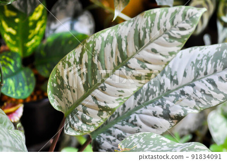 jade plant hanging Variegated Elephant Bush in Hanging Basket  Trailing Jade Plant