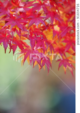 秋季度假村 91834716