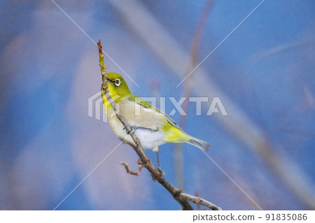 Morning with white-eye 91835086