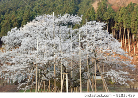 一棵巨樹的櫻花（岐阜縣本棲市臼棲櫻花公園） 91835459