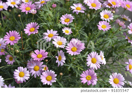 Pink Marguerite daisy 91835547