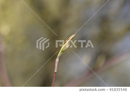 Stiff dogwood 91835548