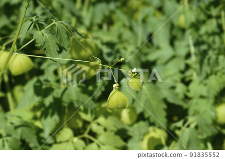 Balloon vine 91835552