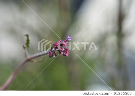 Upright verbena Lollipop Upright verbena Lollipop 91835563