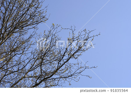 London plane 91835564