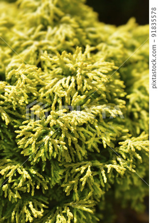 Hinoki cypress Butterball Hinoki cypress Butterball 91835578