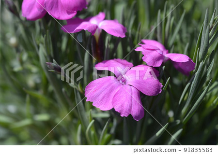 Pink Dinetta 91835583