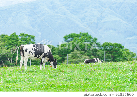 Cows in Hakodate 91835660