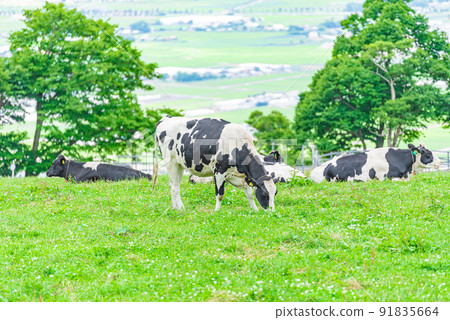 Cows in Hakodate Cows in Hakodate 91835664