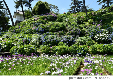 Odawara Castle irises and hydrangeas Odawara Castle irises and hydrangeas 91836359
