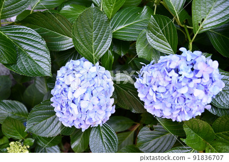 Hydoya's hydrangea Hydoya's hydrangea 91836707