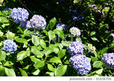 Hydoya's hydrangea Hydoya's hydrangea 91836708