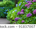 Beautiful hydrangea flower 91837007