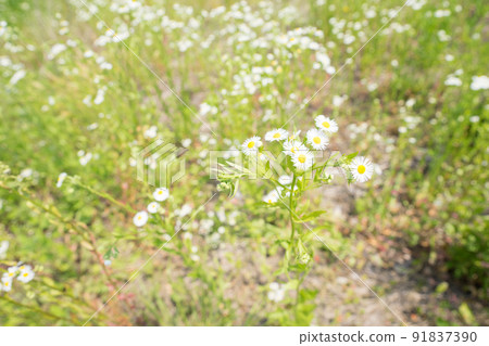 燈盞細辛 燈盞細辛 91837390