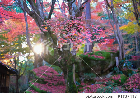 秋葉在日本庭院裡 91837488