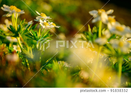 Hakusanichige colony 91838332