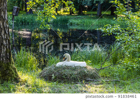 Swan sitting on eggs in her nest near the city park pond 91838461