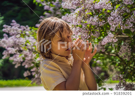 Little boy sniffing lilac bush. Concept of seasonal flowering and allergies Little boy sniffing lilac bush. Concept of seasonal flowering and allergies 91839201