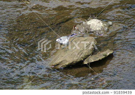 七彩白鶺鴒、白鶺鴒、野鳥、自然風光（2022年7月註冊） 91839439