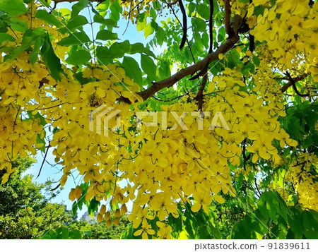 Flower and fruit plant 91839611