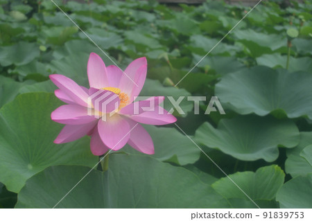Summer flower: Oga lotus A large pink flower standing on the surface of the water 91839753