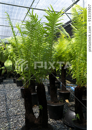 Fern Tree Shop Fern Tree Shop 91839807