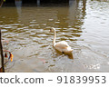 A graceful white swan swimming on a lake with dark green water. The white swan is reflected in the water. 91839953