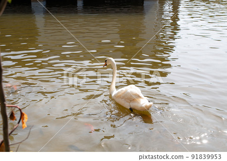 A graceful white swan swimming on a lake with dark green water. The white swan is reflected in the water. A graceful white swan swimming on a lake with dark green water. The white swan is reflected in the water. 91839953
