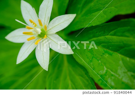 Quinogassau 91840044