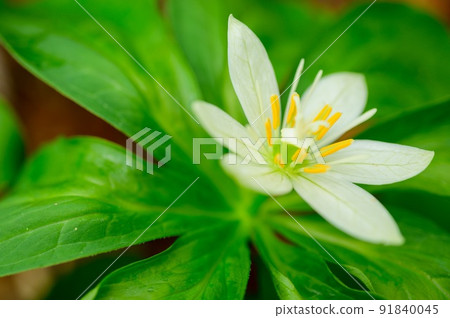 Quinogassau 91840045