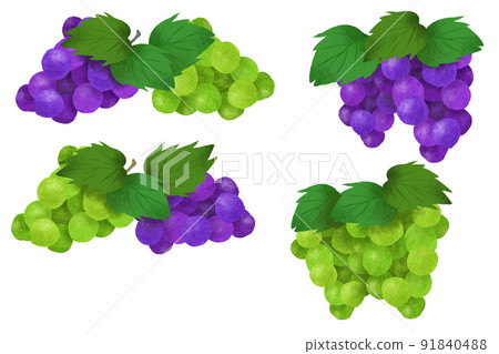 葡萄和麝香葡萄的插圖素材集 91840488