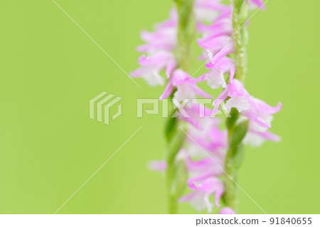 Spiranthes sinensis微距攝影 Spiranthes sinensis微距攝影 91840655