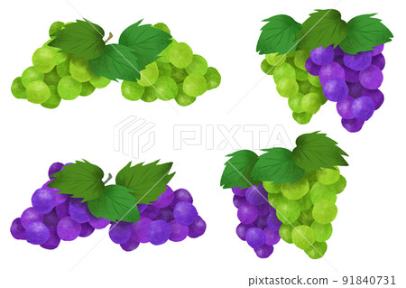 Illustration material set of grapes and muscat 91840731