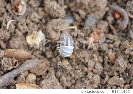 Roly-poly during molting Roly-poly during molting 91841495