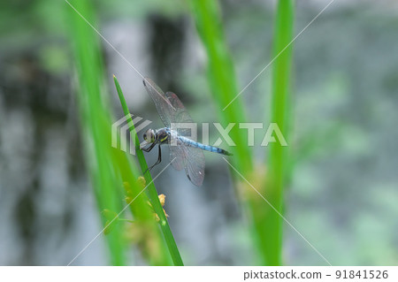 在江邊的蜻蜓 在江邊的蜻蜓 91841526