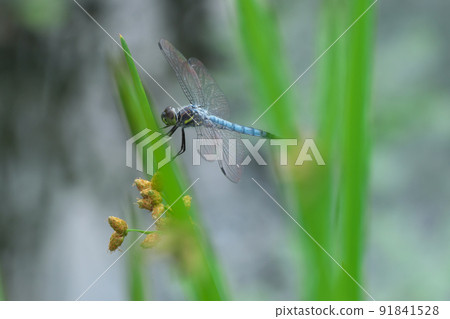 在江邊的蜻蜓 在江邊的蜻蜓 91841528