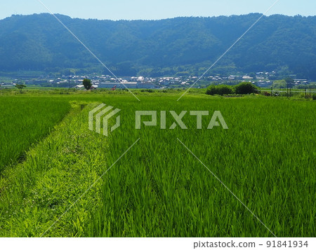 大阪北部田園風光 91841934