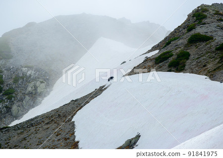 Asiatic black bear climbing a snowy valley 91841975