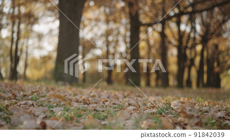 background of autumn park with fallen leaves 91842039