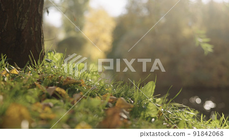 small lake or pond with fallen leaves in autumn small lake or pond with fallen leaves in autumn 91842068