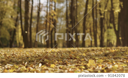 background of autumn park with falling leaves 91842078