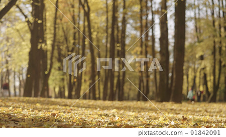 background of autumn park with falling leaves 91842091