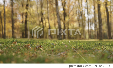 background of autumn park with yellow leaves 91842093