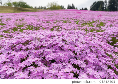 Moss phlox  91842103