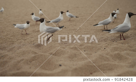 seagulls feeding on a beach on a sunny day seagulls feeding on a beach on a sunny day 91842428